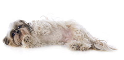 Shih Tzu Pain During Exercise