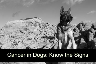 Cancer in Dogs