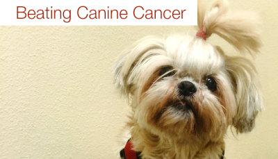Beating Canine Cancer