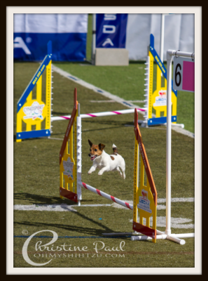Jack Russel jumping in Agility