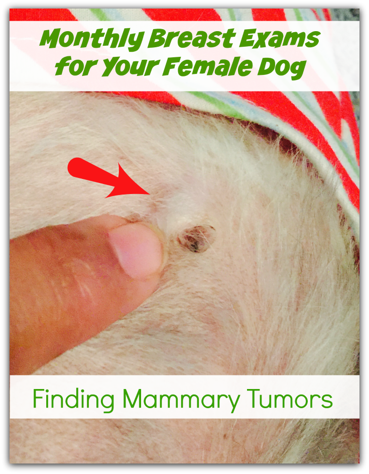 Breast Exam for Your Dog