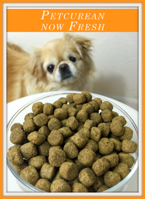 Chicky the Pekingese looks at a bowl Petcurean