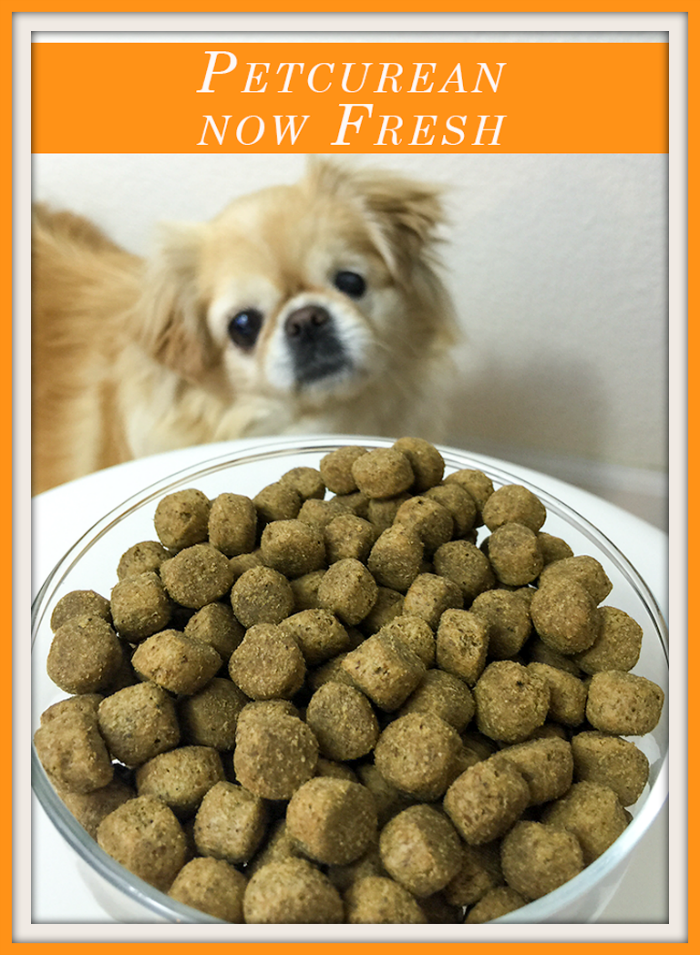 now fresh dog food