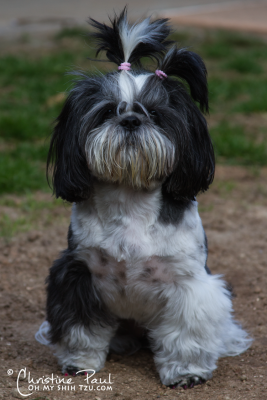 Riley Shih Tzu