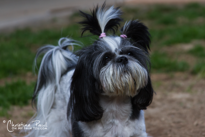 Riley Shih Tzu