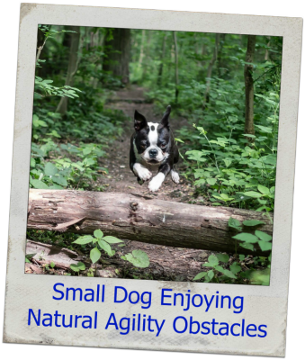 Boston Terrier Jumping Log Small Dog Agility