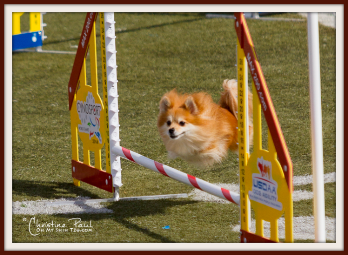 Small Dog Agility Pomeranian Jumps Obstacle