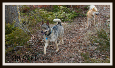 Kyra Sweetest Dog Hiking