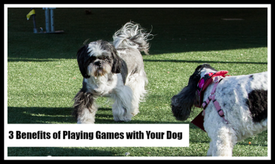 Benefits of Playing Games with Your Dog