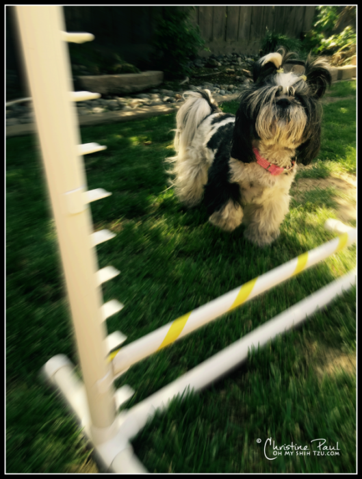 Backyard Agility Equipment