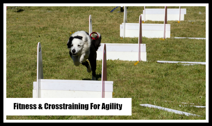 Cross-training for your Agility Dog