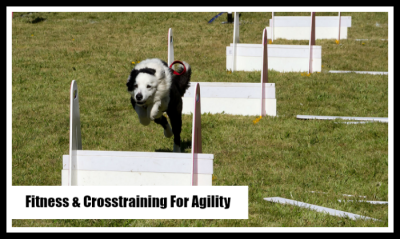 Cross-training for your agility dog
