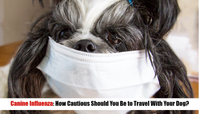 Canine Influenza