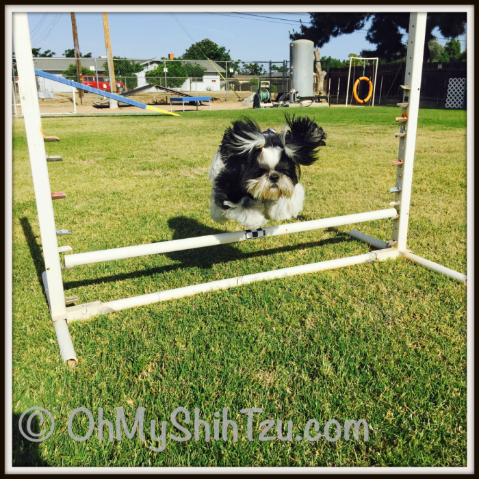 Agility Fun