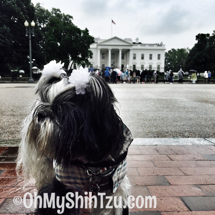 Memorial Day Shih Tzu