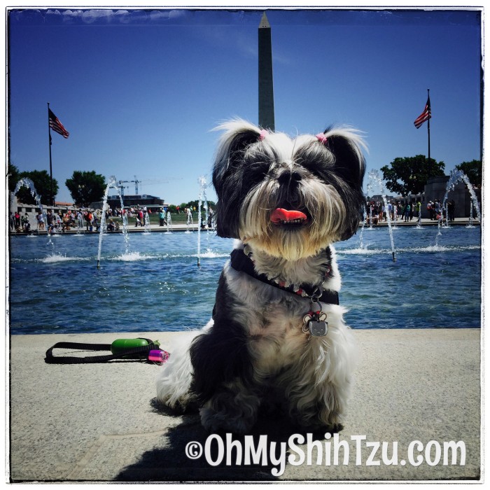 Memorial Day Shih Tzu