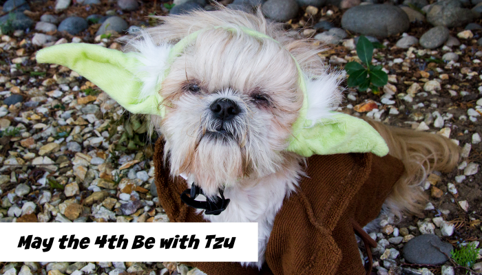 shih tzu star wars costume