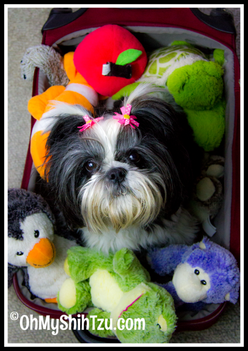 Traveling Shih Tzu