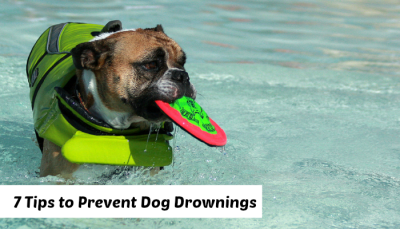 dog drownings