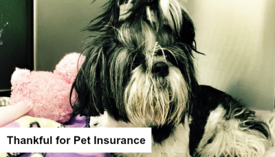 Pet Insurance featured Image of Riley Shih Tzu