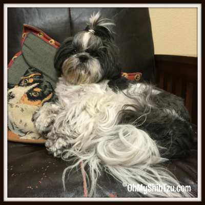 Pet Parent Shih Tzu on Couch