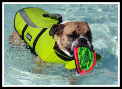 Dog in Life Vest