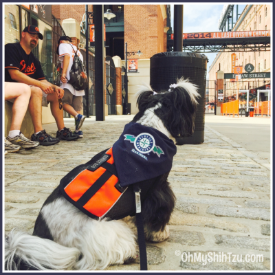 Camden Yard Shih Tzu Travel