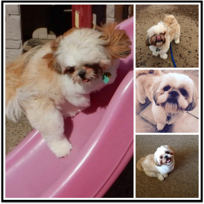 Super Shih Tzu Collage of Charlie