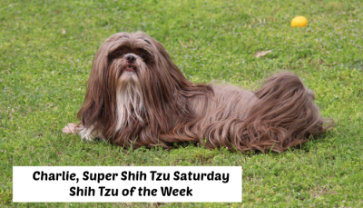 Super Shih Tzu