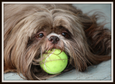 Super Shih Tzu Saturday