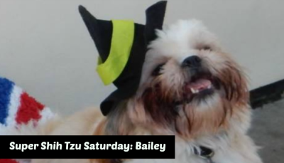 Super Shih Tzu Saturday Bailey Featured Image
