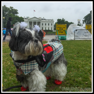 Shih Tzu Travels to DC