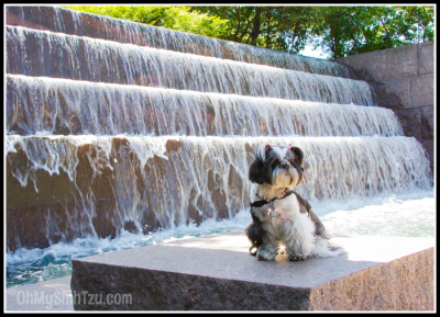 Shih Tzu Travels to Washington DC