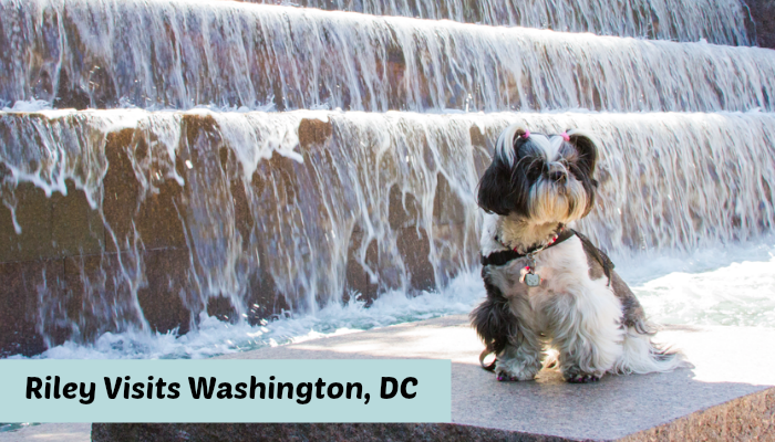 Shih Tzu Travels to Washington DC