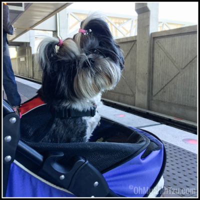 Shih Tzu Travels to Washington DC