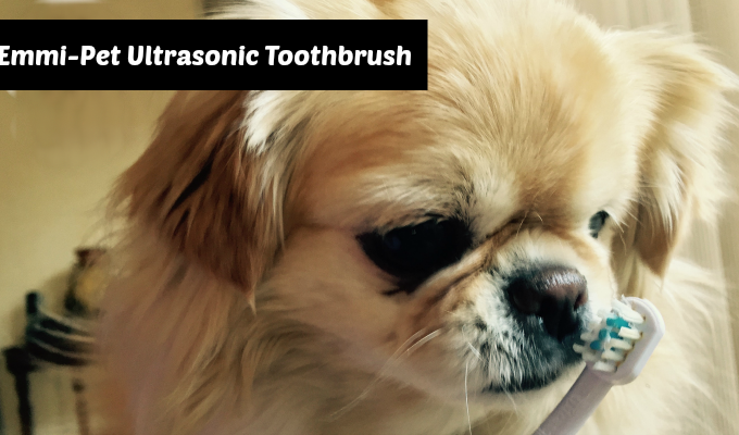 Dog Toothbrush Featured Image