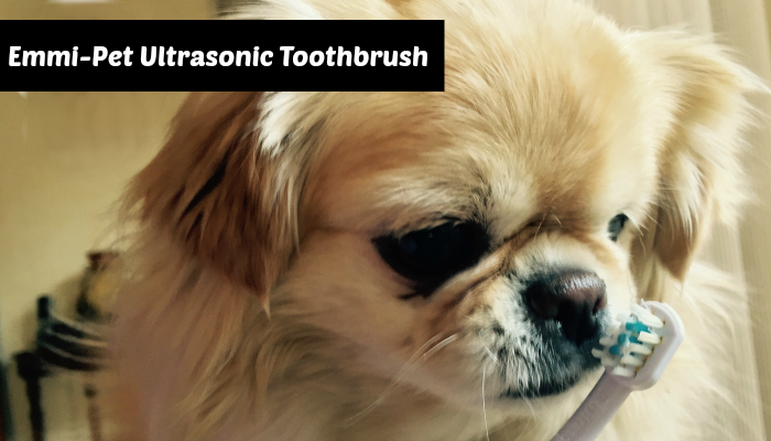 Dog Toothbrush Featured Image