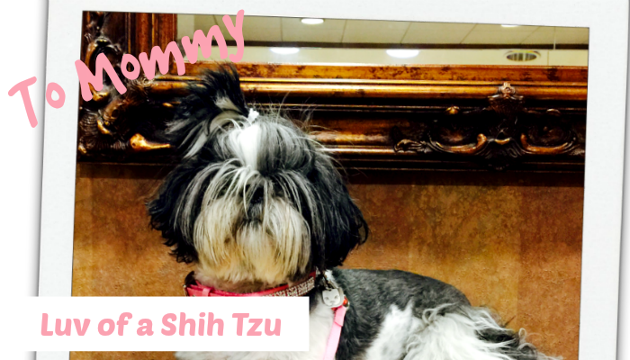 Shih Tzu Luv Feature Image