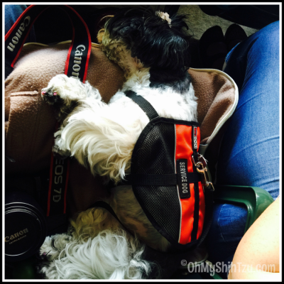 Camden Yards Shih Tzu Travel