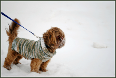 Super Shih Tzu Saturday