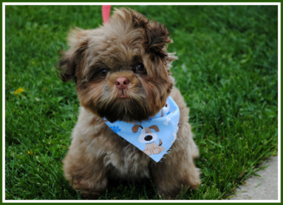 Super Shih Tzu Saturday, Jesse as a Baby