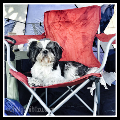 Shih Tzu Agility