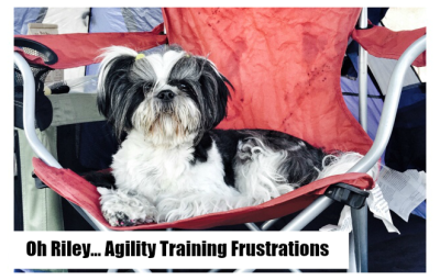 Shih Tzu Agility