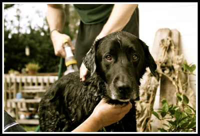 California Drought with dogs