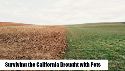 California Drought with pets