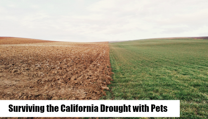 California Drought with pets