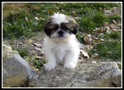 Super Shih Tzu Saturday