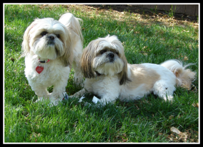 Super Shih Tzu Saturday