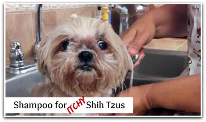 Shih Tzu Shampoo