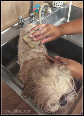 Shih Tzu Shampoo